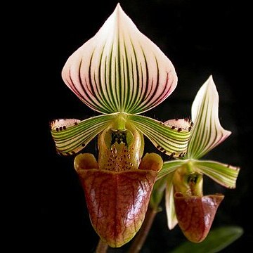 Paphiopedilum hennisianum unspecified picture