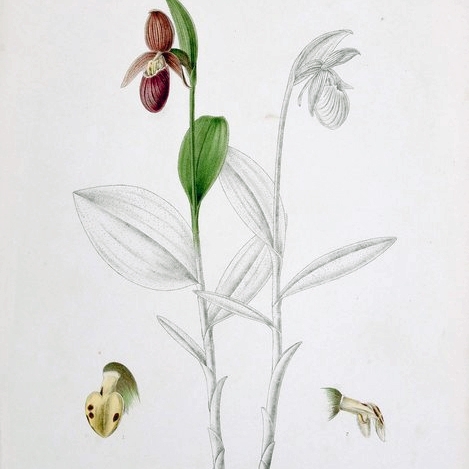 Cypripedium himalaicum unspecified picture