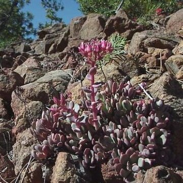 Sedum eastwoodiae unspecified picture