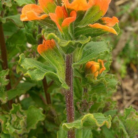 Castilleja latifolia unspecified picture