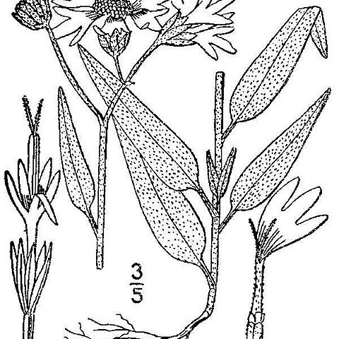 Palafoxia sphacelata unspecified picture