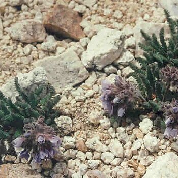 Polemonium chartaceum unspecified picture