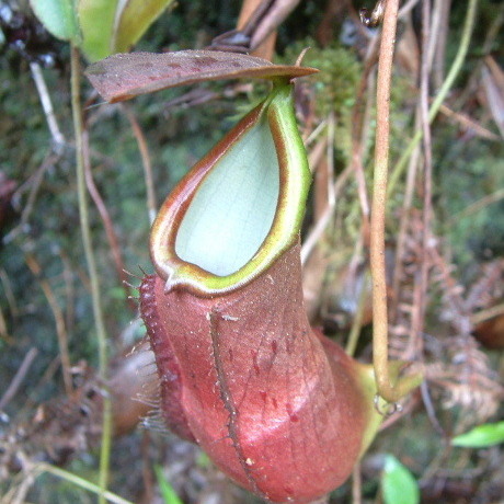 Nepenthes longifolia unspecified picture