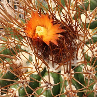 Parodia ritteri unspecified picture