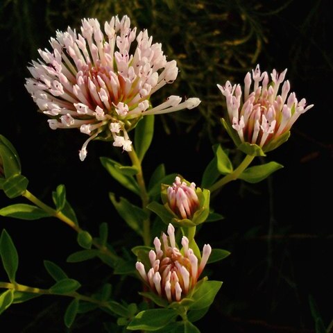 Pimelea calcicola unspecified picture