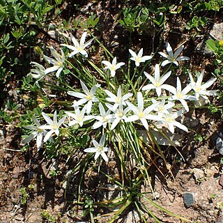 Ornithogalum pedicellare unspecified picture