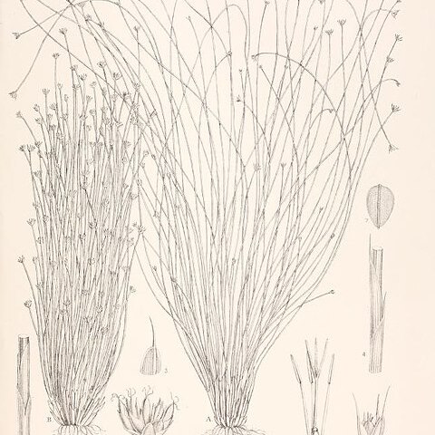 Bulbostylis lichtensteiniana unspecified picture