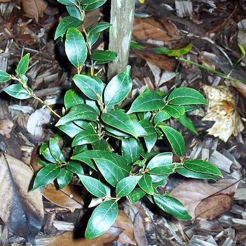 Cryptocarya nova-anglica unspecified picture