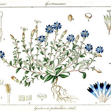 Gentiana pedicellata unspecified picture