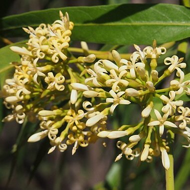 Parsonsia eucalyptophylla unspecified picture