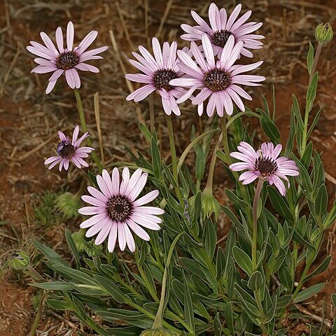 Dimorphotheca spectabilis unspecified picture