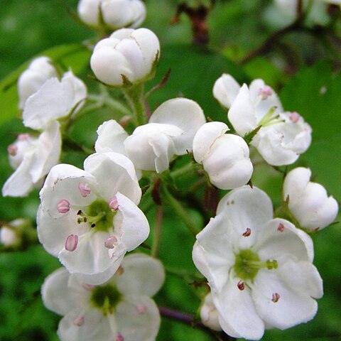 Crataegus pedicellata unspecified picture