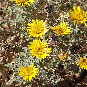 Anvillea unspecified picture