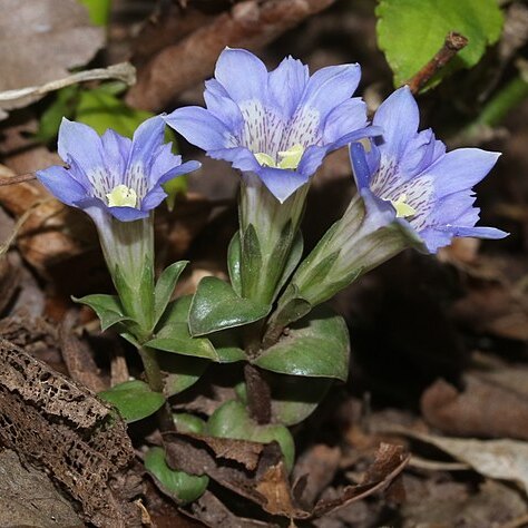 Gentiana zollingeri unspecified picture