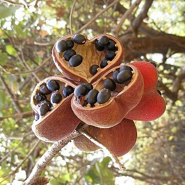 Terminalia foetidissima unspecified picture