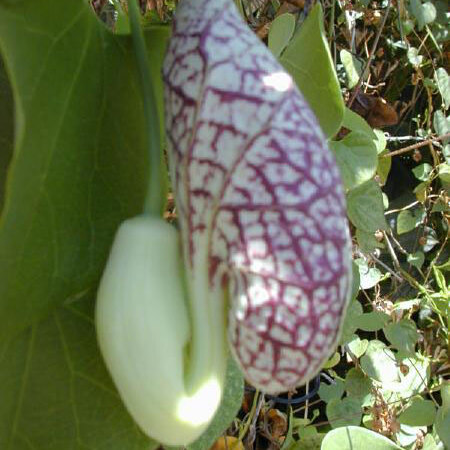 Aristolochia debilis unspecified picture