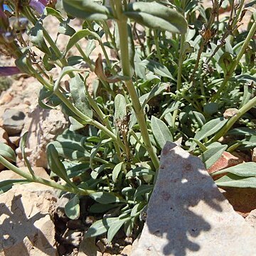 Penstemon radicosus unspecified picture