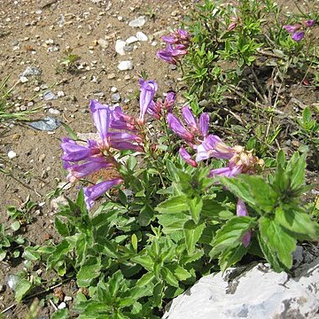 Penstemon strictiformis unspecified picture