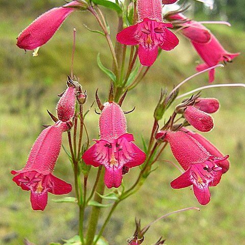 Penstemon roseus unspecified picture