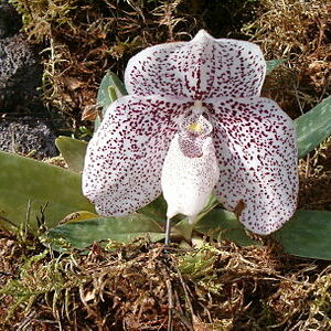 Paphiopedilum godefroyae unspecified picture