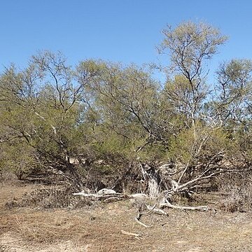 Melaleuca densispicata unspecified picture