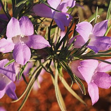 Eremophila foliosissima unspecified picture