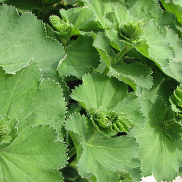 Alchemilla unspecified picture