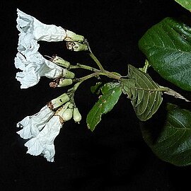 Cordia taguahyensis unspecified picture