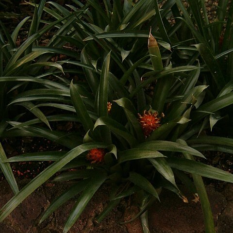 Aechmea pimenti-velosoi unspecified picture