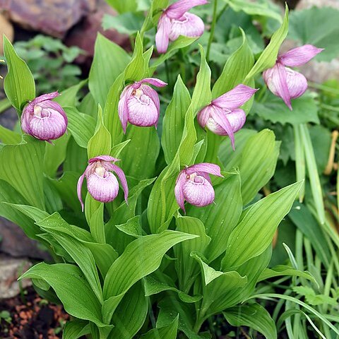 Cypripedium macranthos unspecified picture