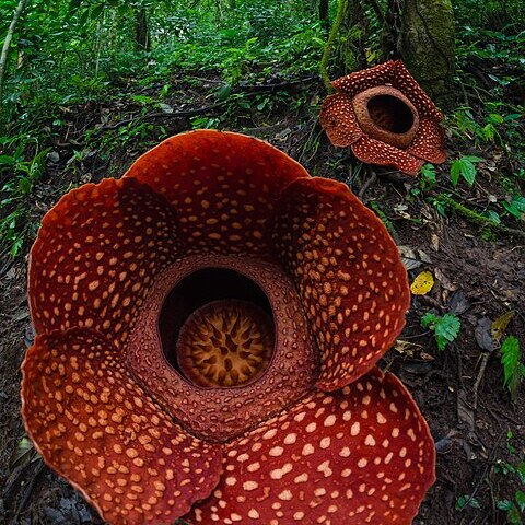 Rafflesia arnoldii unspecified picture