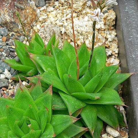 Haworthia cymbiformis var. setulifera unspecified picture