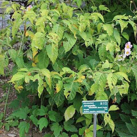 Atropanthe sinensis unspecified picture