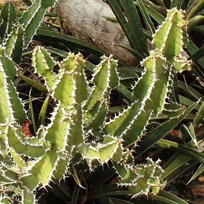 Euphorbia rowlandii unspecified picture