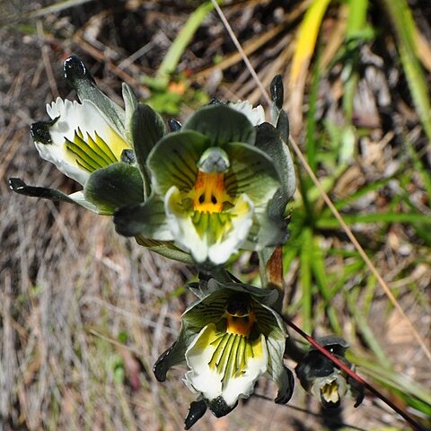 Chloraea bletioides unspecified picture