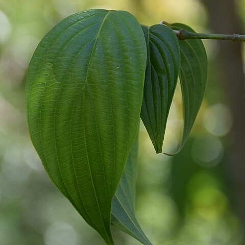 Cornus chinensis unspecified picture