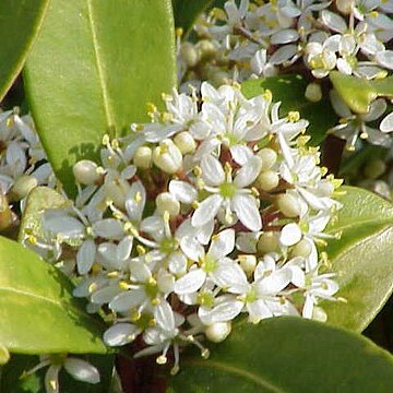 Skimmia unspecified picture