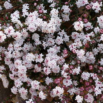 Pimelea brachyphylla unspecified picture