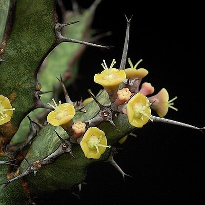 Euphorbia glochidiata unspecified picture