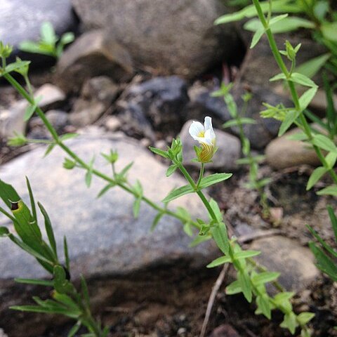 Gratiola brevifolia unspecified picture