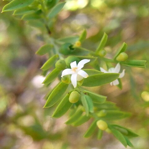 Olax stricta unspecified picture