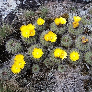 Parodia carambeiensis unspecified picture