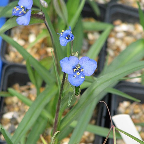 Commelina dianthifolia unspecified picture