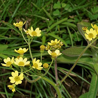 Senecio neelgherryanus unspecified picture