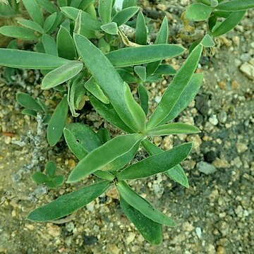 Cotyledon orbiculata var. dactylopsis unspecified picture