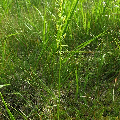 Platanthera nipponica unspecified picture