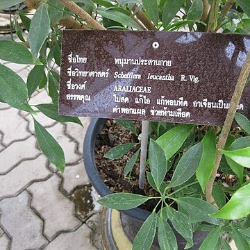 Schefflera leucantha unspecified picture