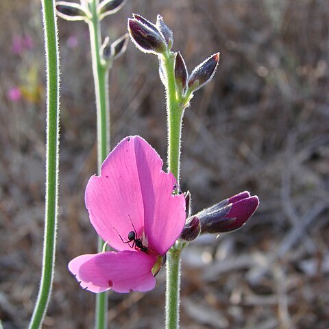 Galactia peduncularis unspecified picture