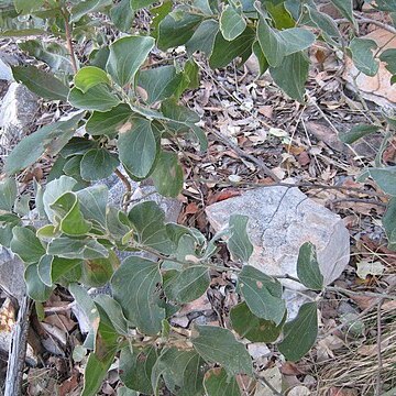 Acacia dimidiata unspecified picture