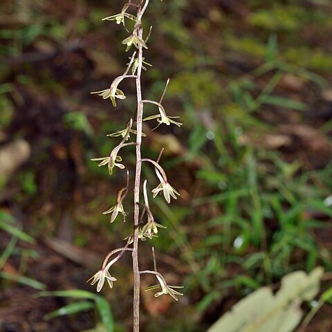 Tipularia odorata unspecified picture